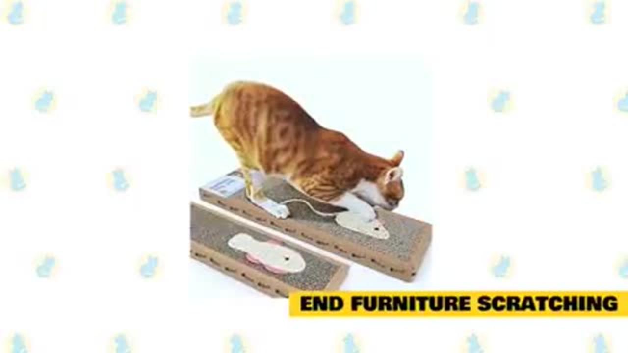 Cats training tips , life of kitten , cat training academy, how to train our cat.