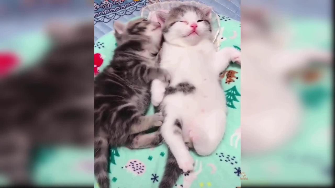 Baby Cats: Compilation No. 12 of Cute and Funny Cat Videos | Aww Animals