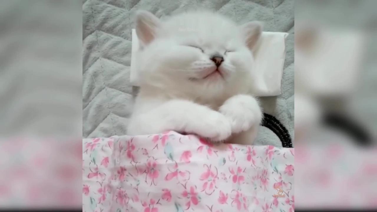 Baby Cats: 33 of the Cutest and Funniest Cat Videos | Aww Animals
