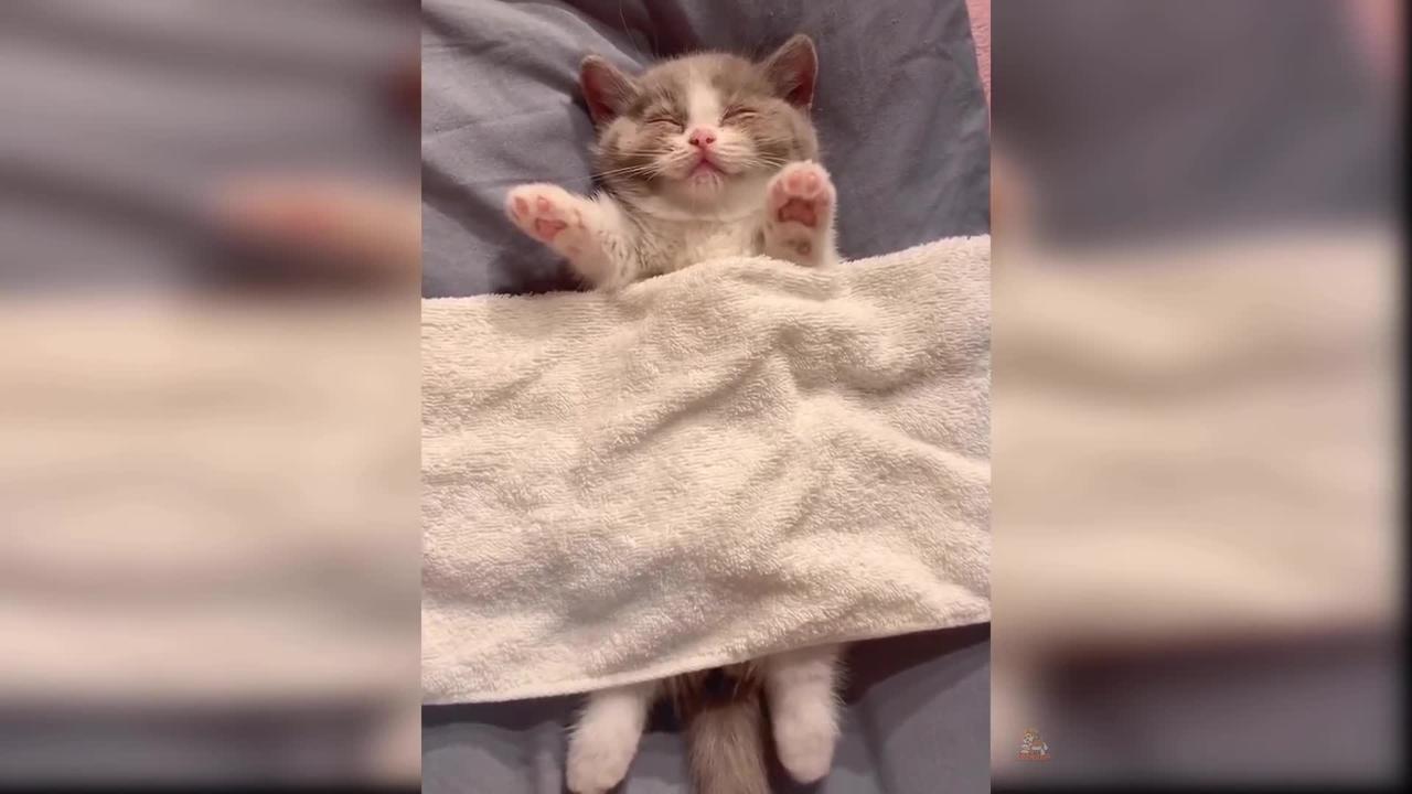 Baby Cats: Compilation #13 of Cute and Funny Cat Videos | Aww Animals