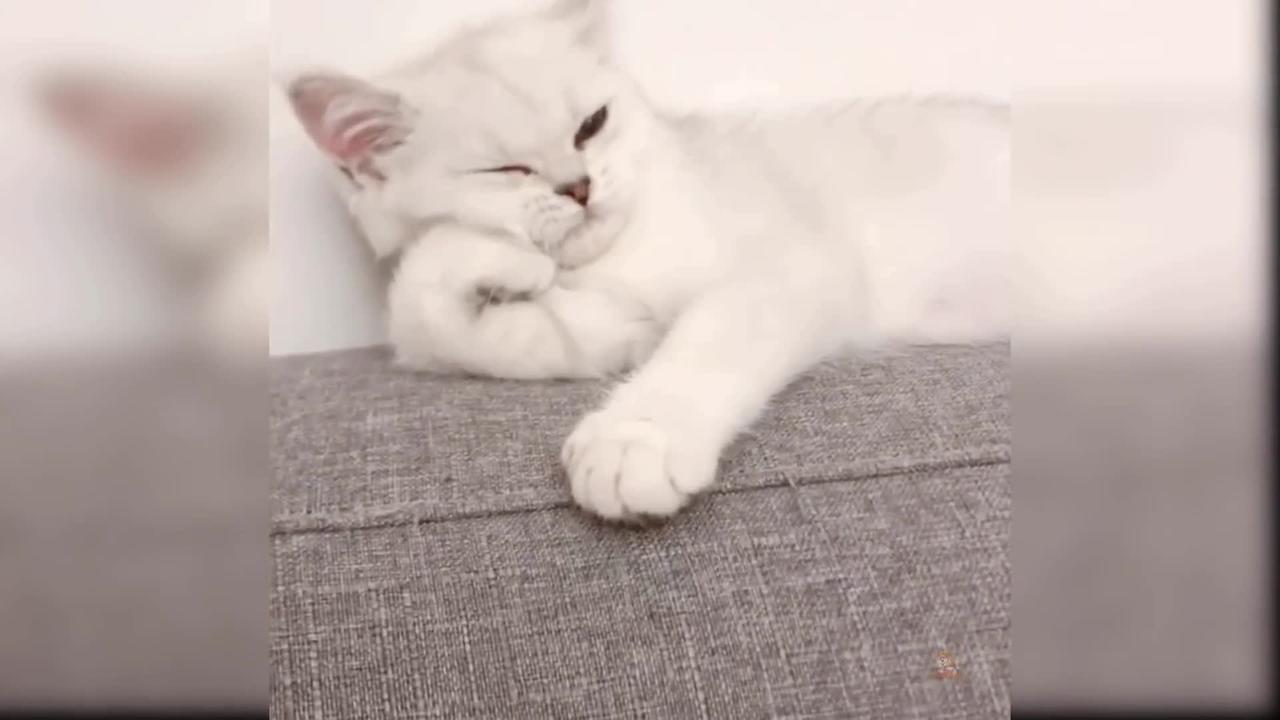 Baby Cats: Aww Animals' 30th Collection of Cute and Funny Cat Videos