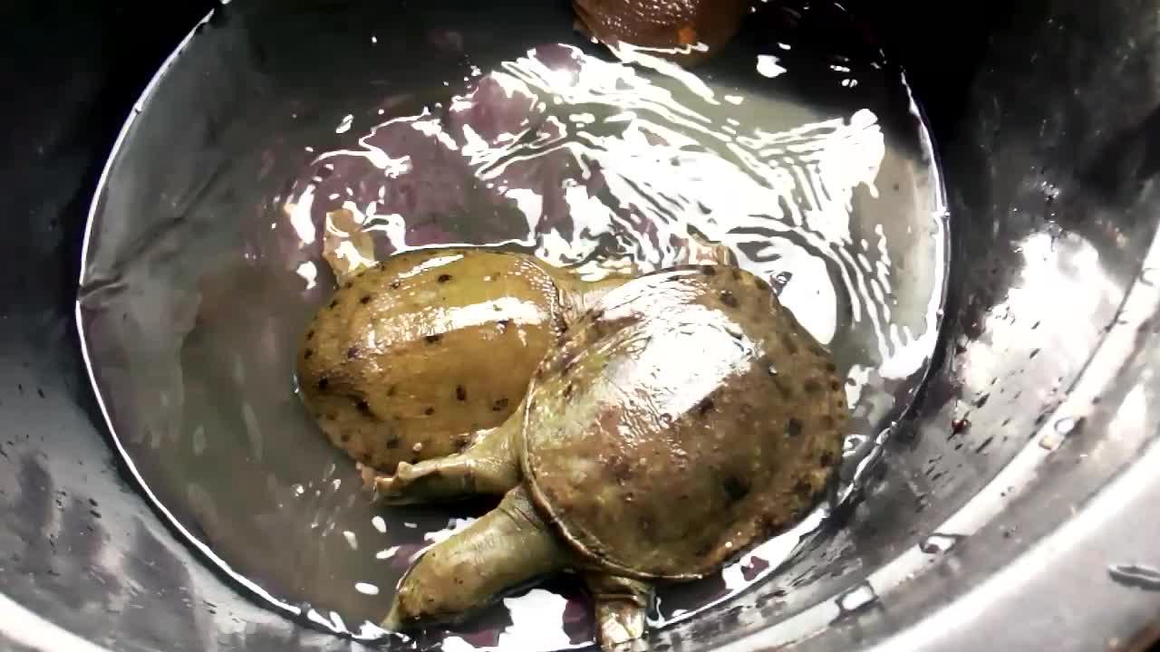 strange turtle