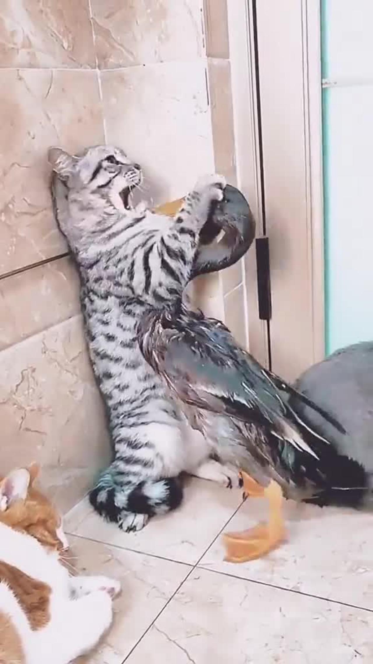 cute behavior of cat and duck fights
