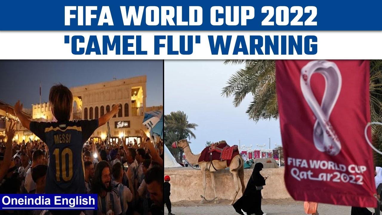 FIFA World Cup 2022: Fans at risk of 'camel flu' infection in Qatar | Oneindia News *International