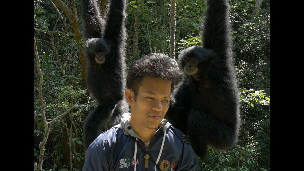 Calling Siamang and Monkey From Forest With Trumpets