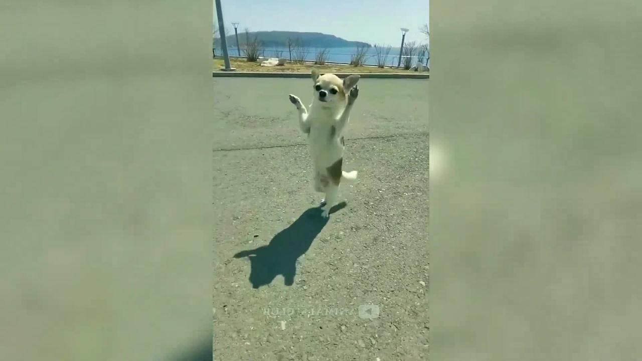 Super Dog Video | Funny Animals Video
