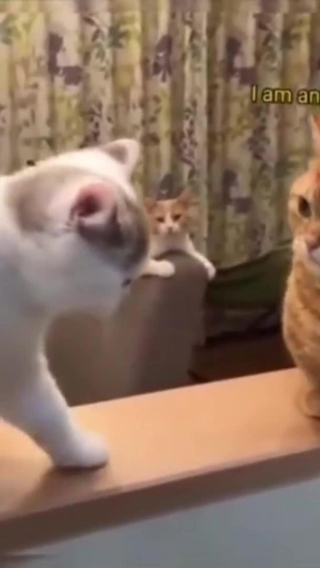 Top funniest cat &dogs video !!!🐕😭😭