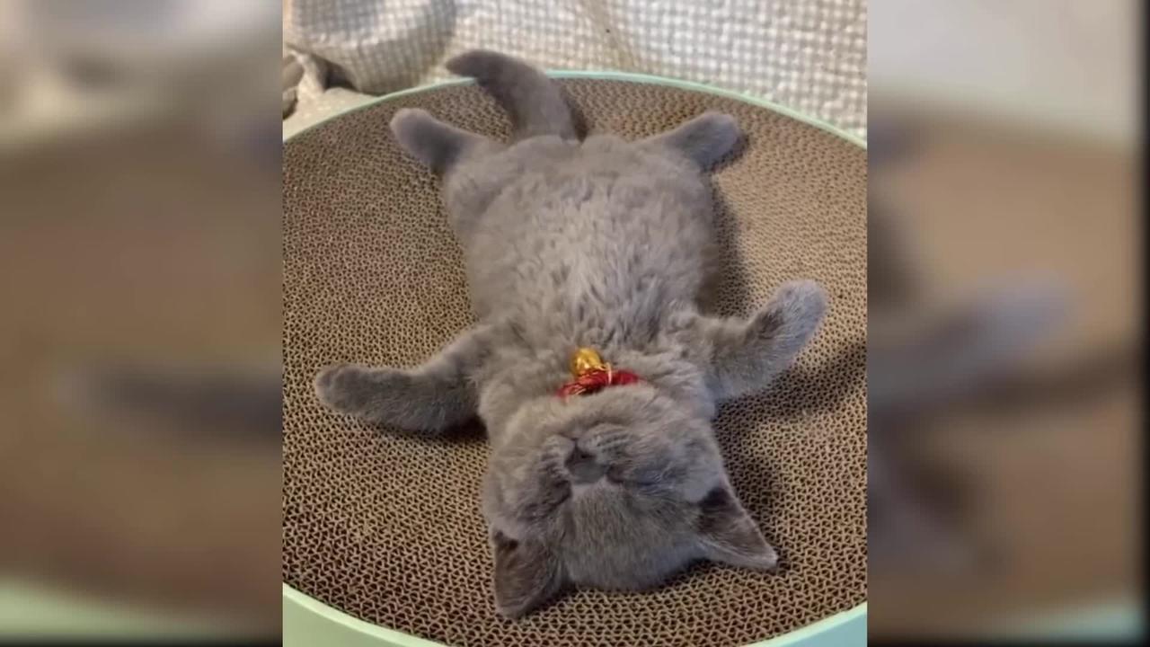 Baby Cats: 37 Cutest and Funniest Cat Videos | Aww Animals