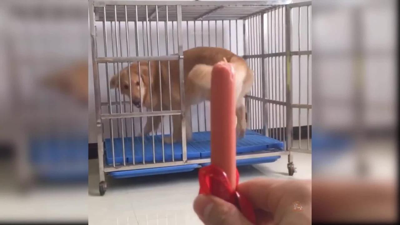 Baby Dogs: 22 of the Cutest and Funniest Dog Videos | Aww Animals