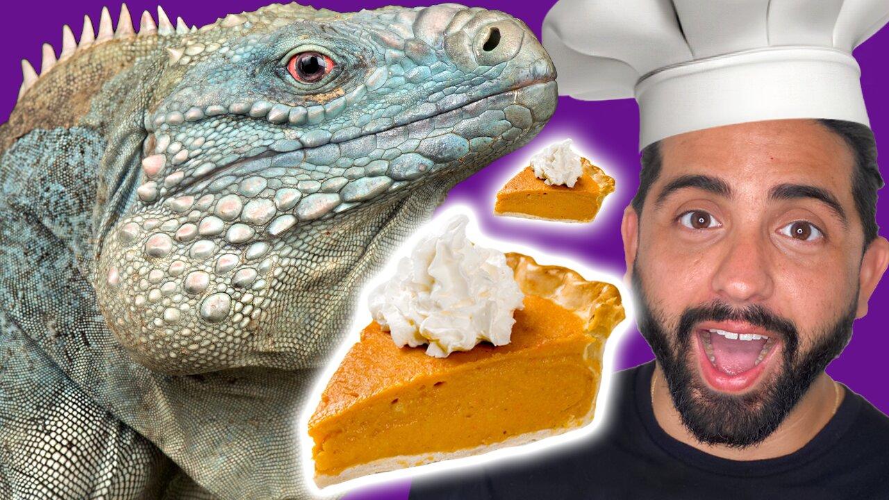 Feeding Our Reptiles Pumpkin Pie for Thanksgiving!