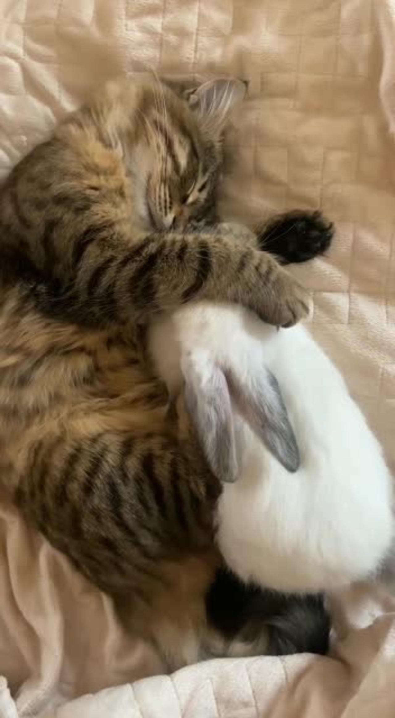 Funny Cat And Rabbit is sleeping in blanket
