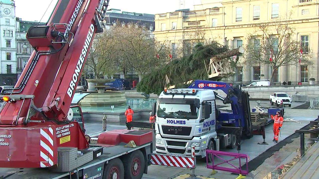 People react to arrival of Trafalgar Square Christmas tree