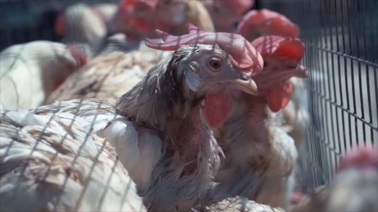 Over 50 Million Birds Killed By US Avian Flu Outbreak