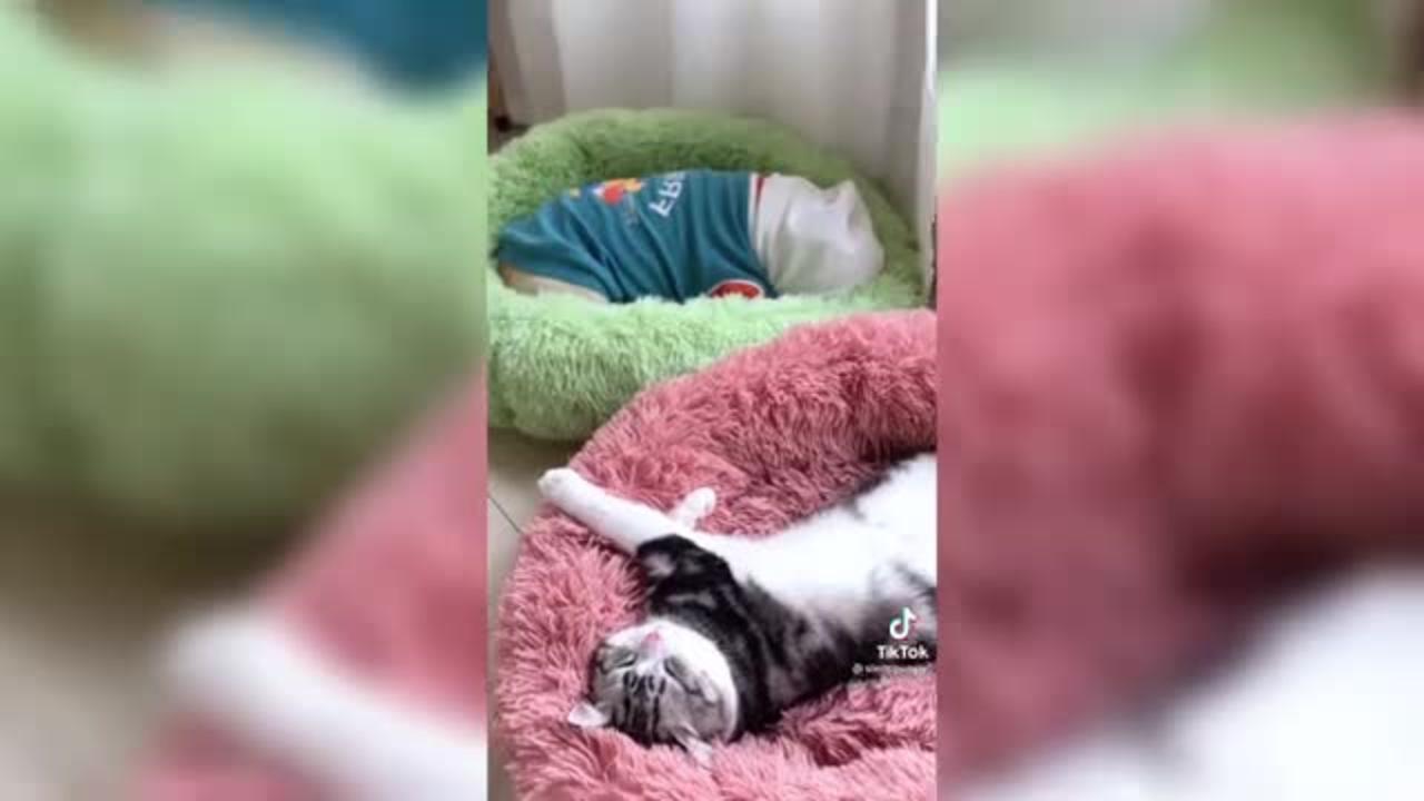 Funny video cats and dogs