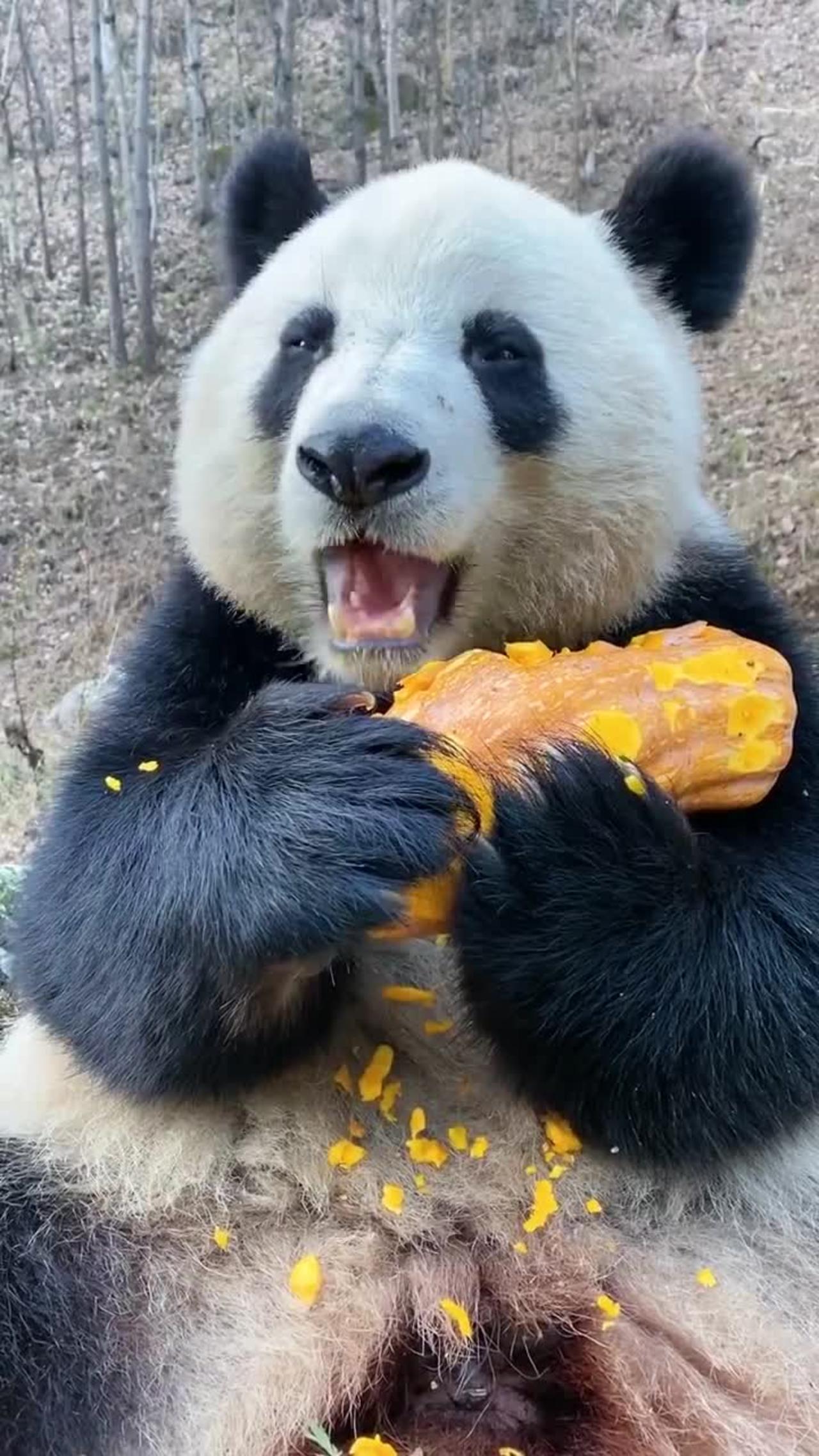 CUTE best!!! Q PANDAS eating With fruit pie | Funny baby pandas | Baby panda falling