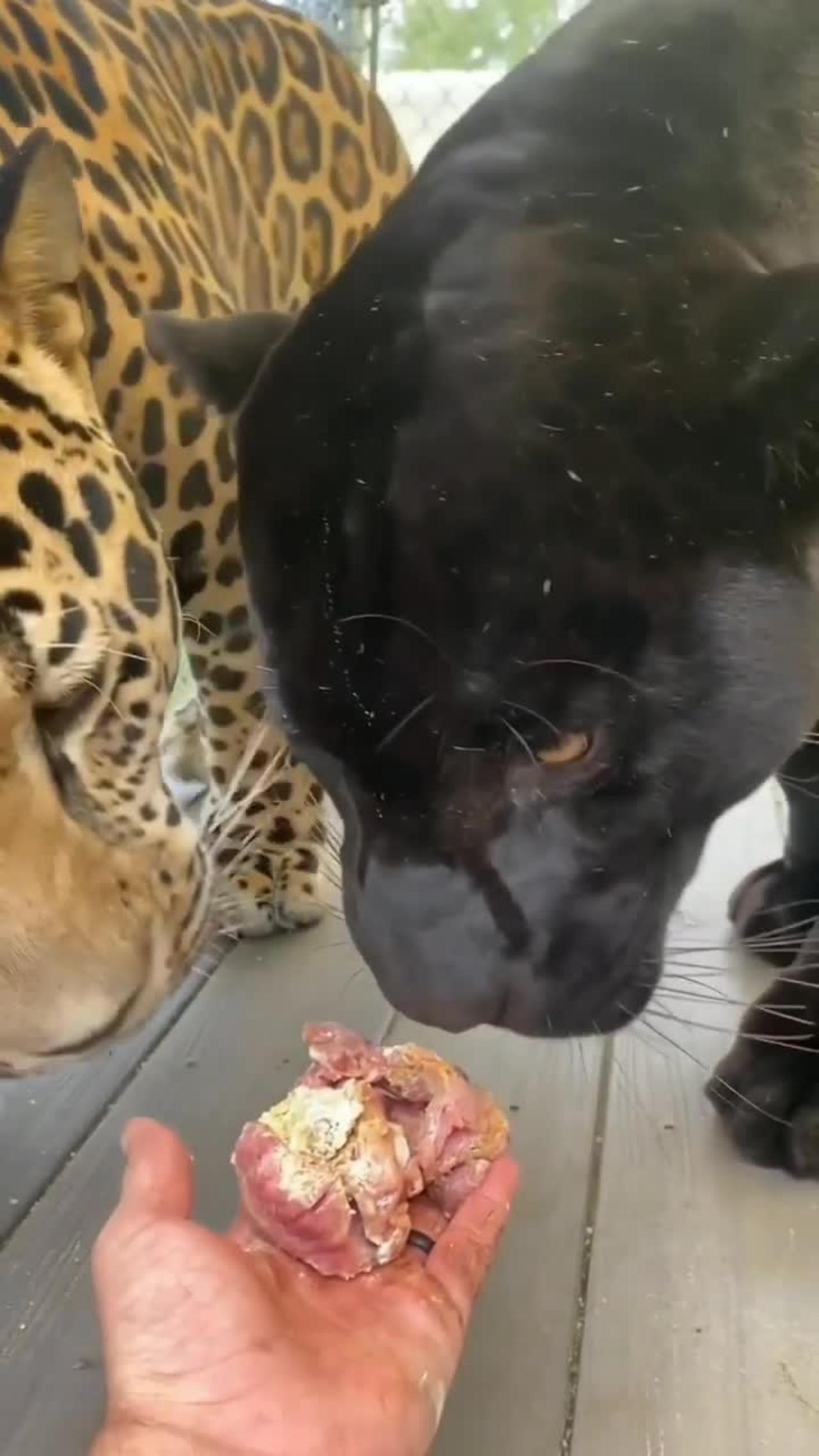 African leopard and black panther ate together from their master's hand