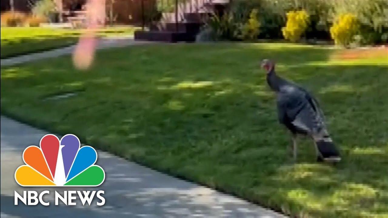 Wild Turkeys Congregate in a Californian Neighborhood