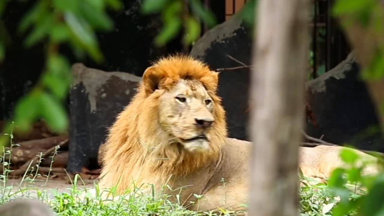 King lion in forest