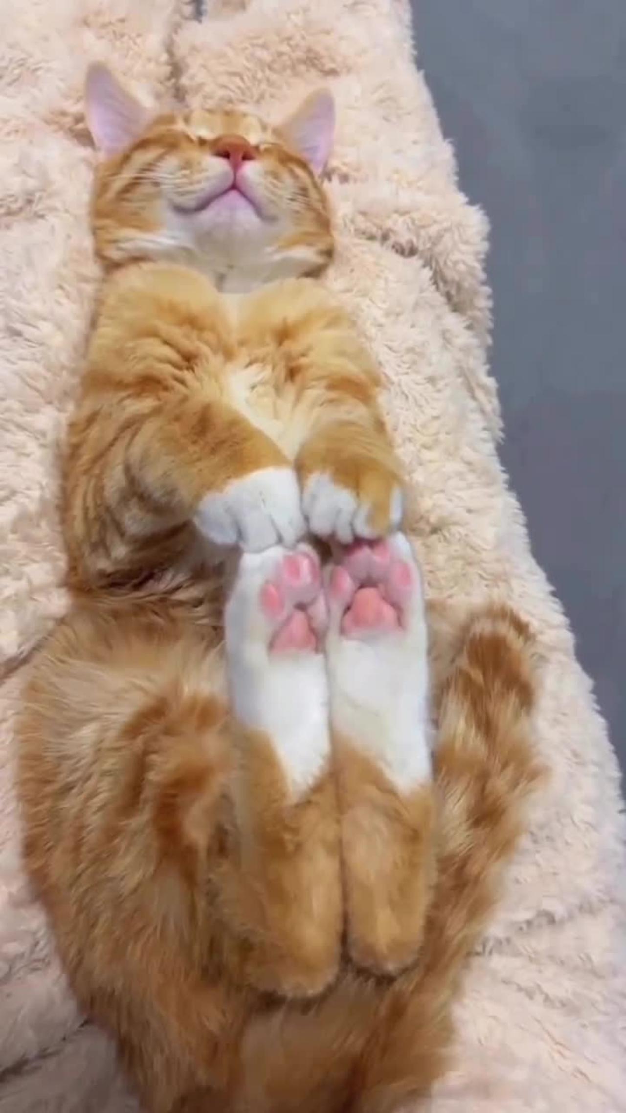 Cute funny Cat video-Best Funny Pet Video - Best Cat😹 Videos of 2022!