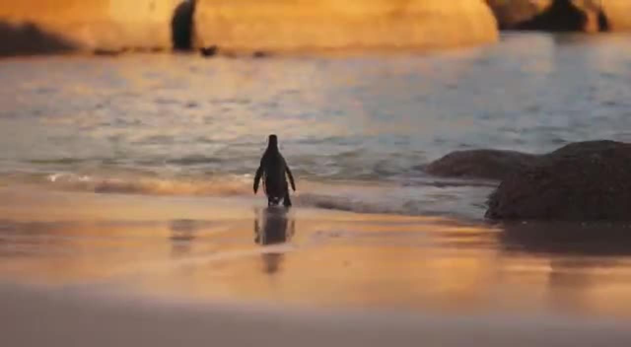 Adorable Penguin Walk