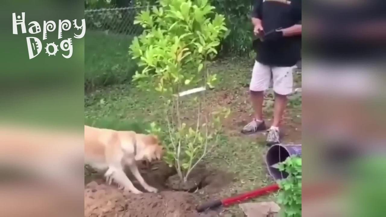 Animals that are Funny - Funny cats and dogs - Animal Videos #85