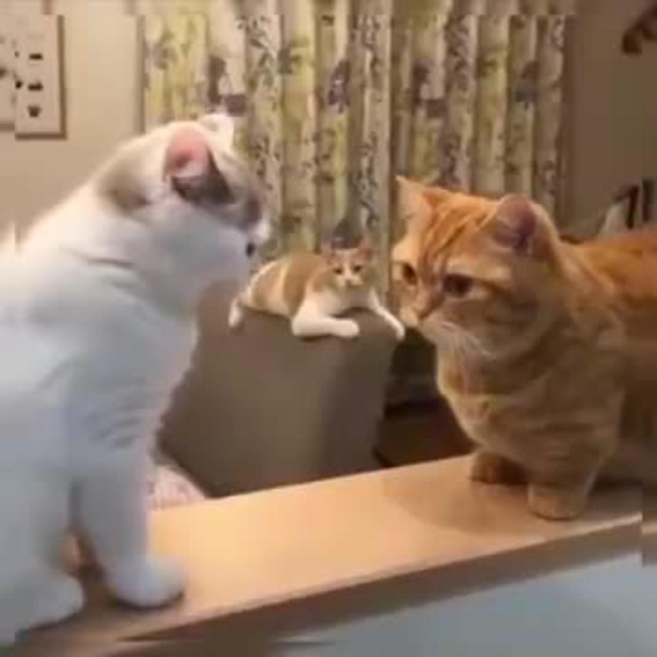 Funny cat videos  / Try not to laugh!