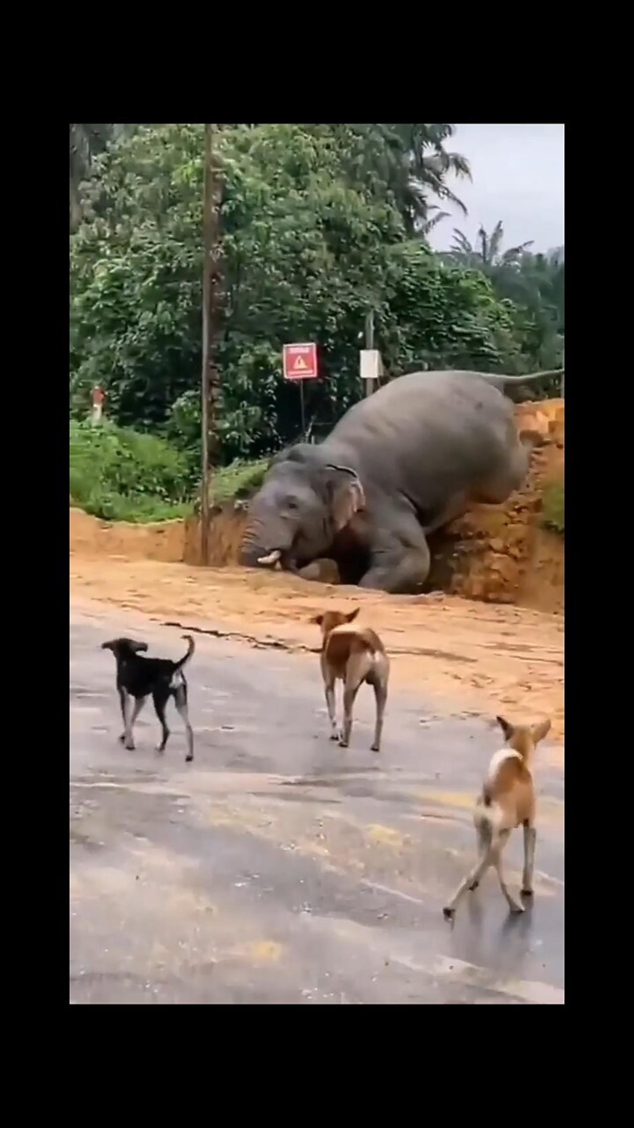 dogs bark at elephants