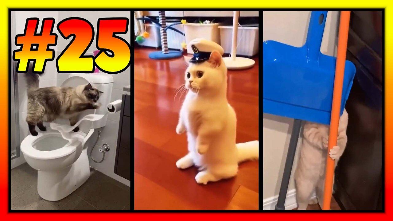 #25-Best funny cute cats videos compilation