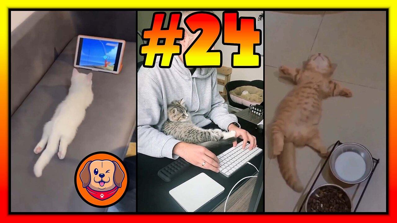 #24-Best funny cute cat compilation 2022