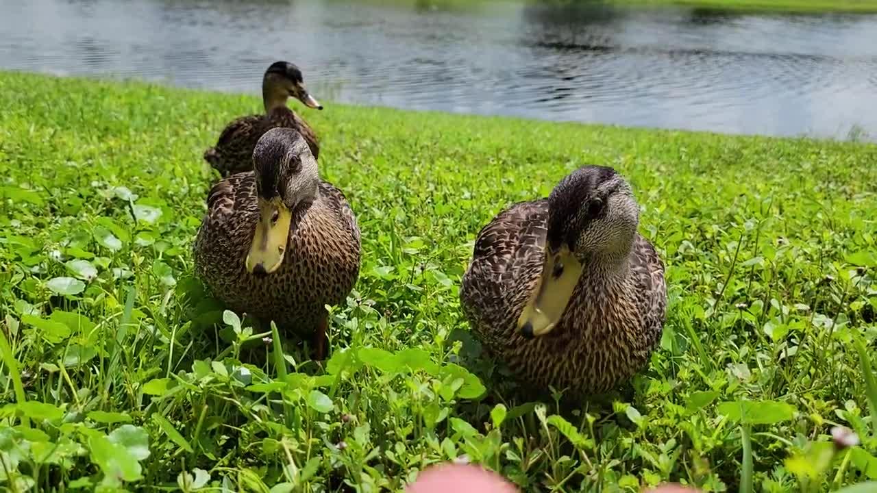 Antisocial ducks!