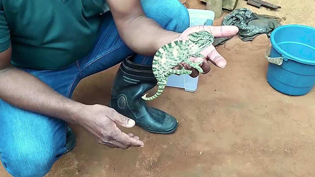 🦎The chameleon itself surprisingly changes its color between yellow and green😮😲