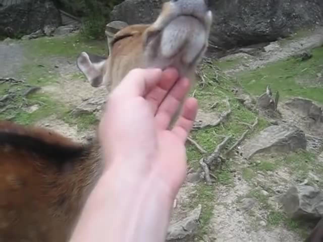 Funny reactions when petting a deer