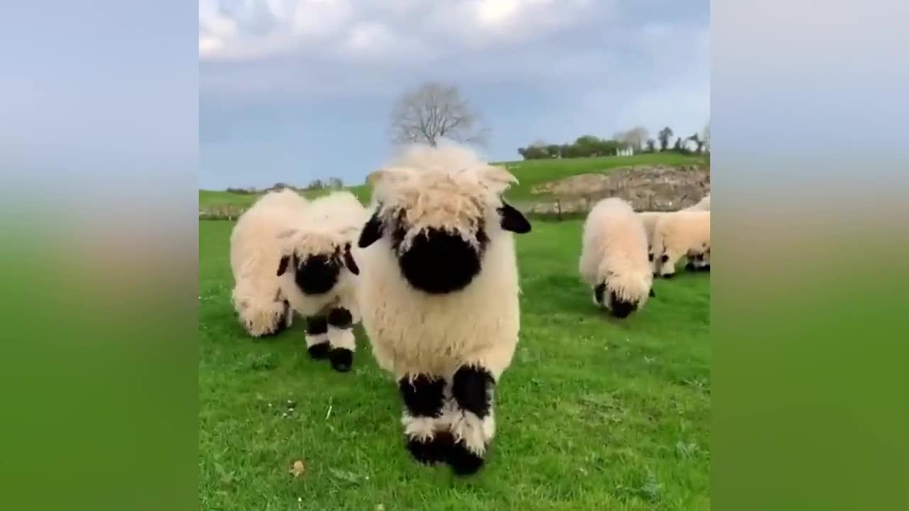 Funniest & cutest sheep#3 -sheep videos 2022