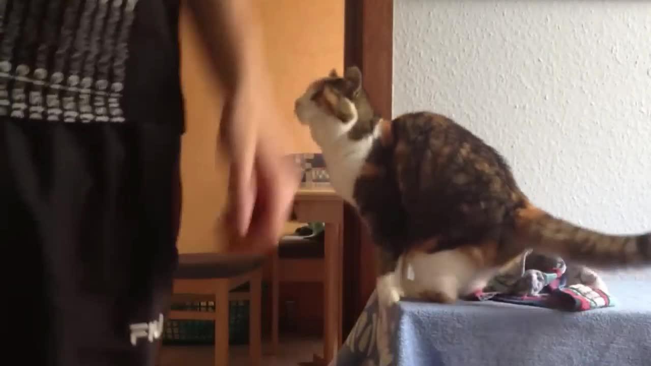cute cat greets when his owner comes home from work