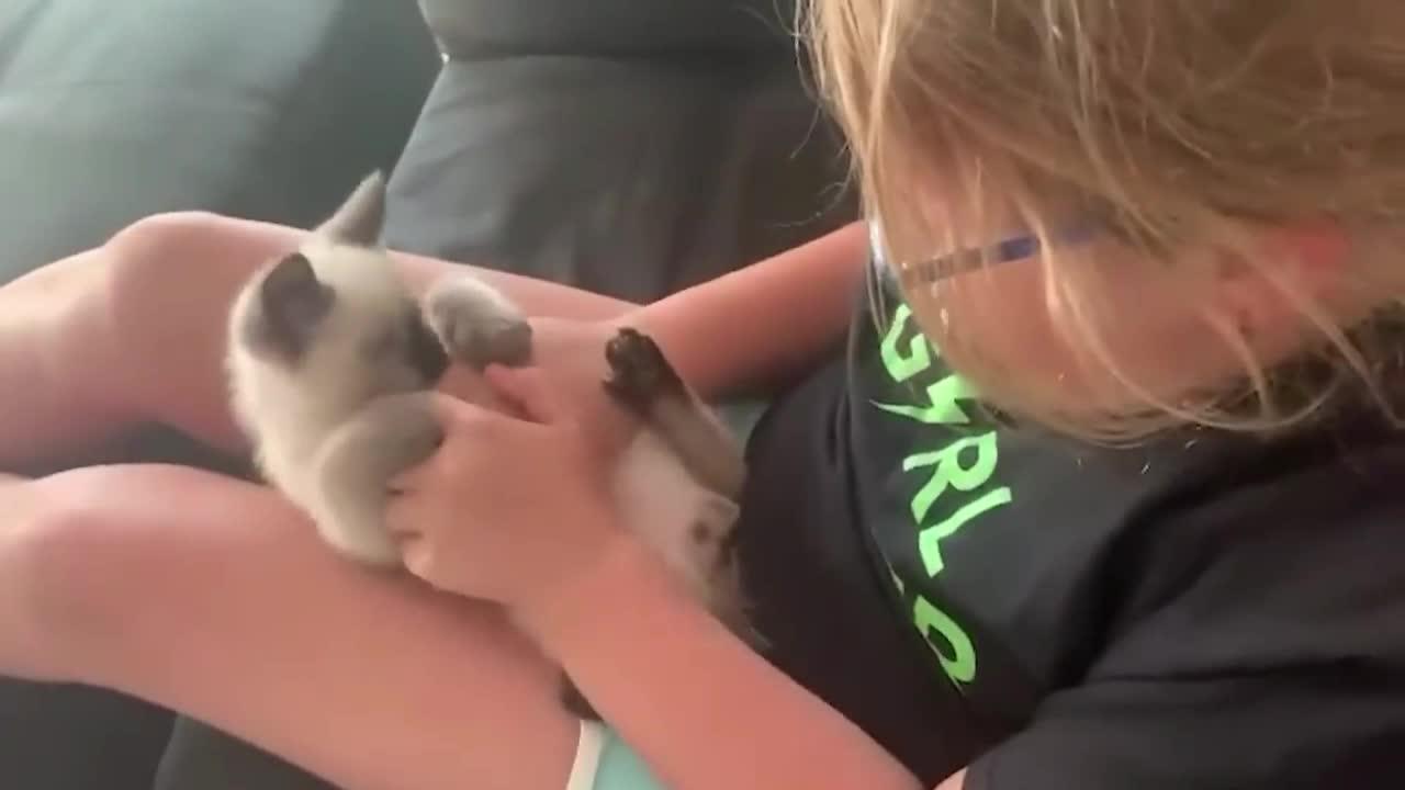 Funny cat - play with the OWNER