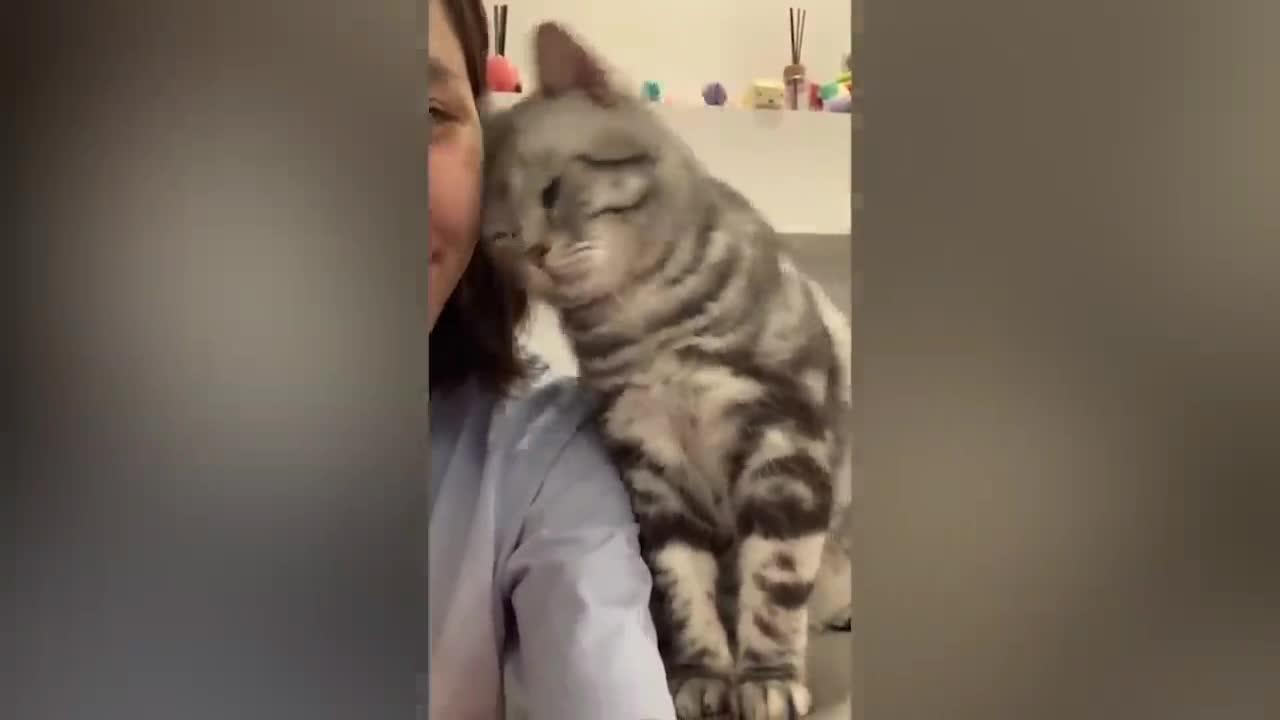 funny cat - really loves his OWNER express love without using words