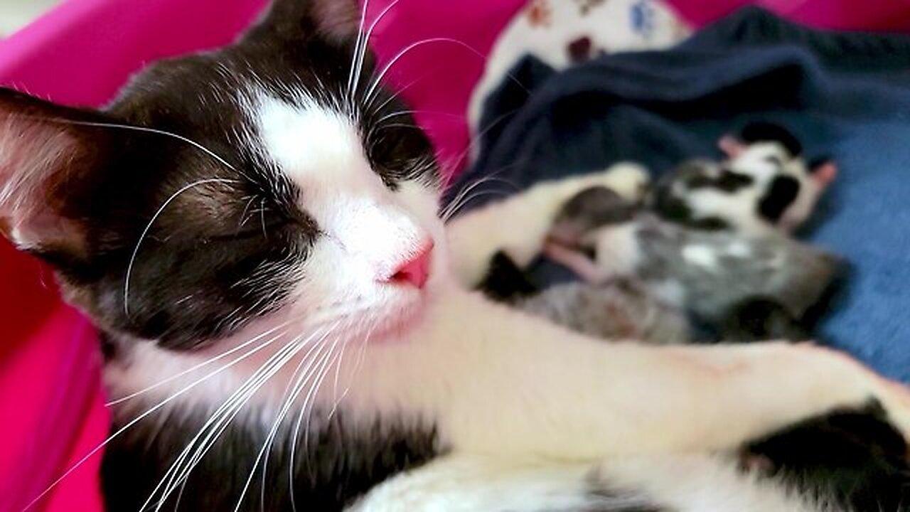 Mother cat beams with pride after delivering 5 healthy kittens