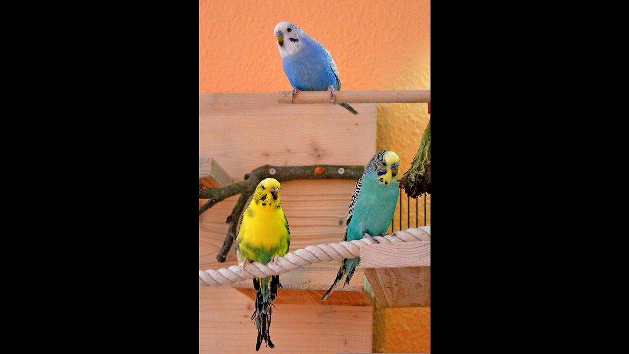 did you know the budgerigars ?