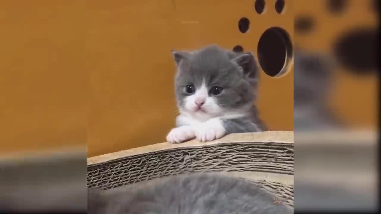 Baby Cats - Cute and Funny Cat Videos Compilation  | Aww Animals