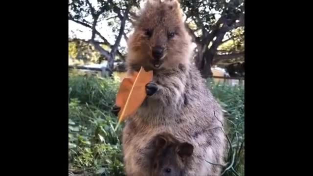 Funny Animals- - Best Of The 2022 Funny Animal Videos