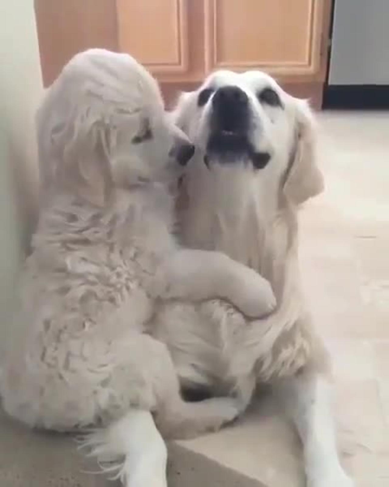 Lovely dog，Pet funny video collection（five）