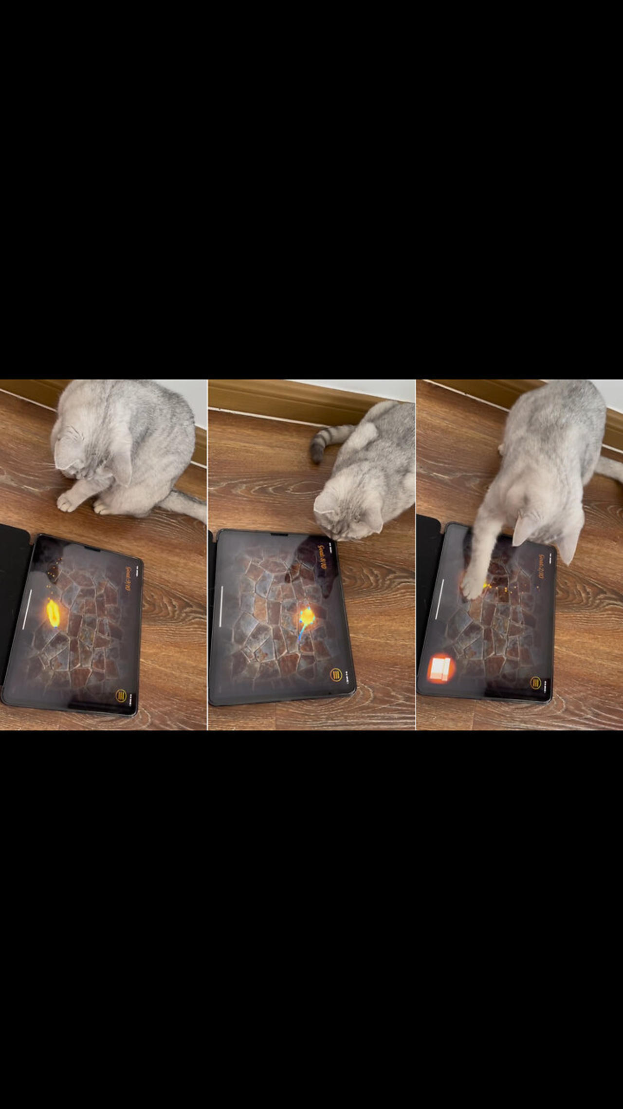 My cat is addicted to playing ipad games!