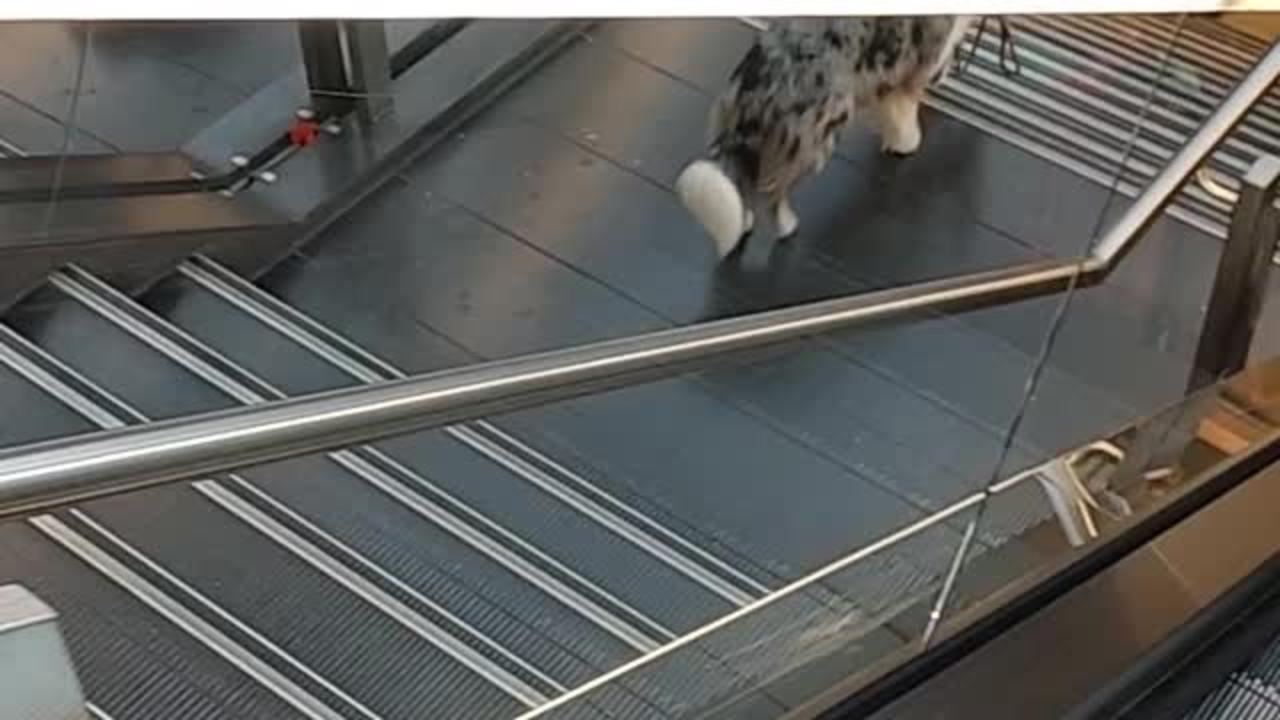Doggo Walks Itself Down Steps