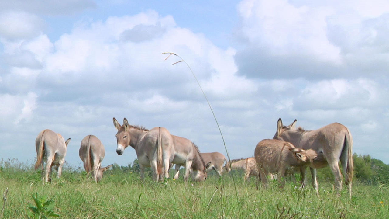 FULL EPISODE | Cajun Pawn Stars: Donkeys and Dollars