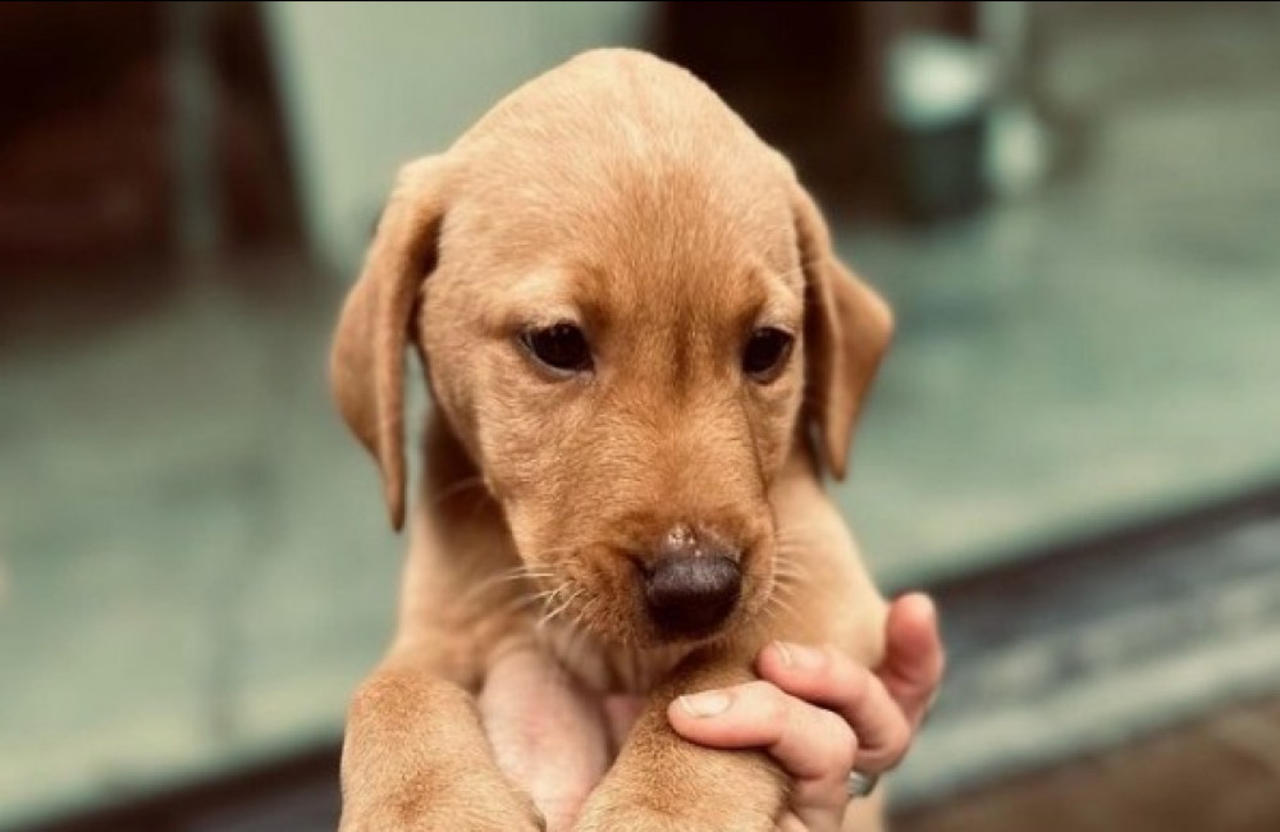 Tom Felton introduces his new puppy on Instagram