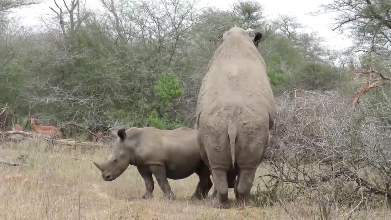 Rhinos Madly in Love! | Kruger Sightings | Amazing Animal Videos