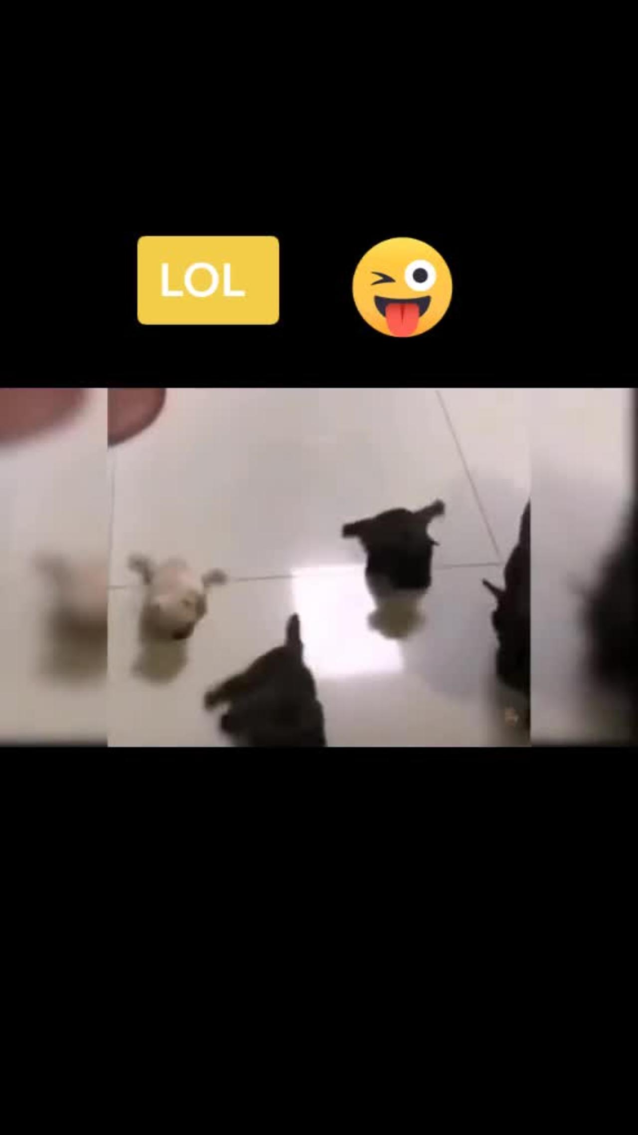 SO FUNNY😂😂 Super Dogs And Cats Reaction Videos ▶️1
