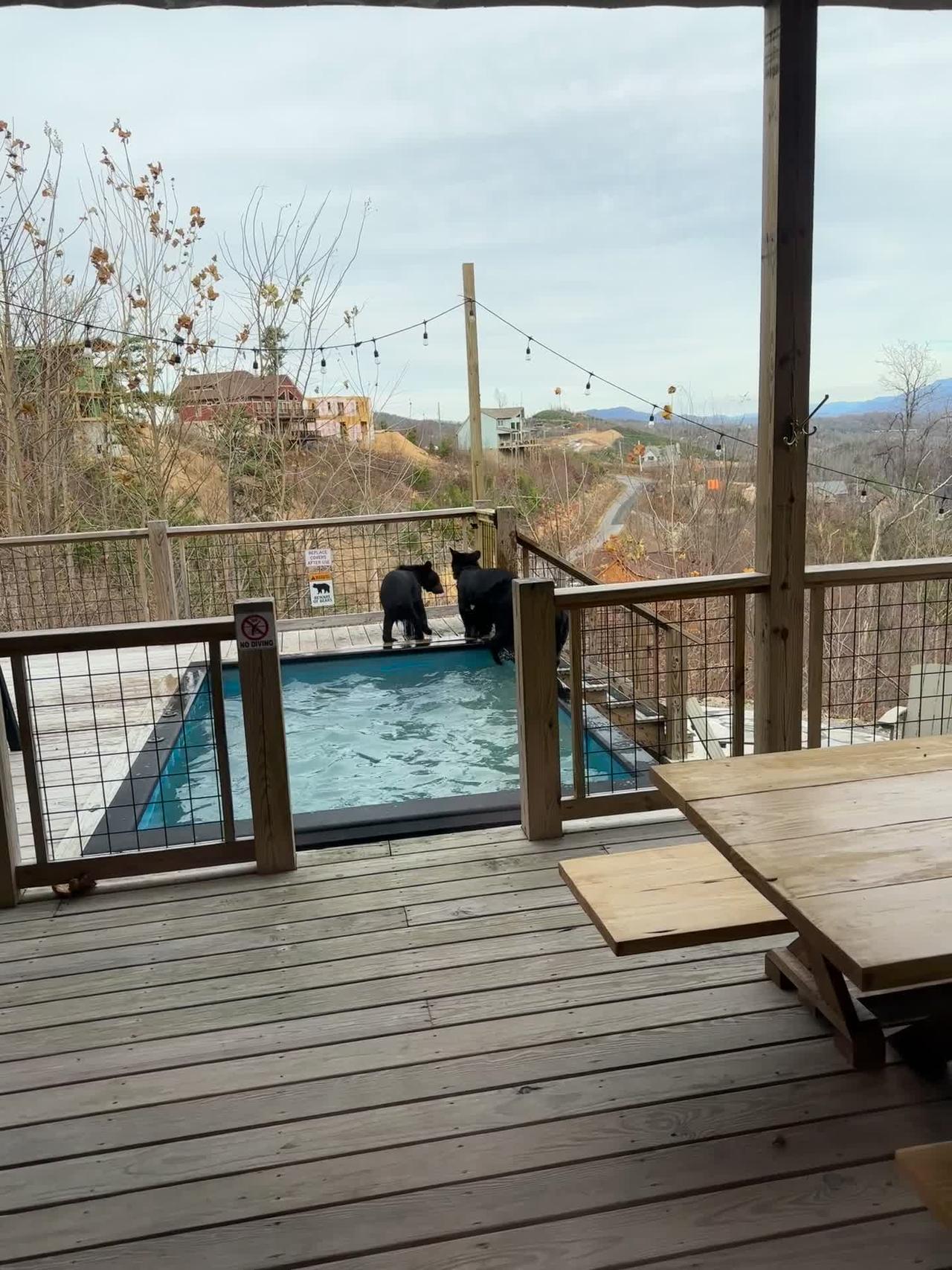 Black Bear Cubs Play in Airbnb Pool on Vacation