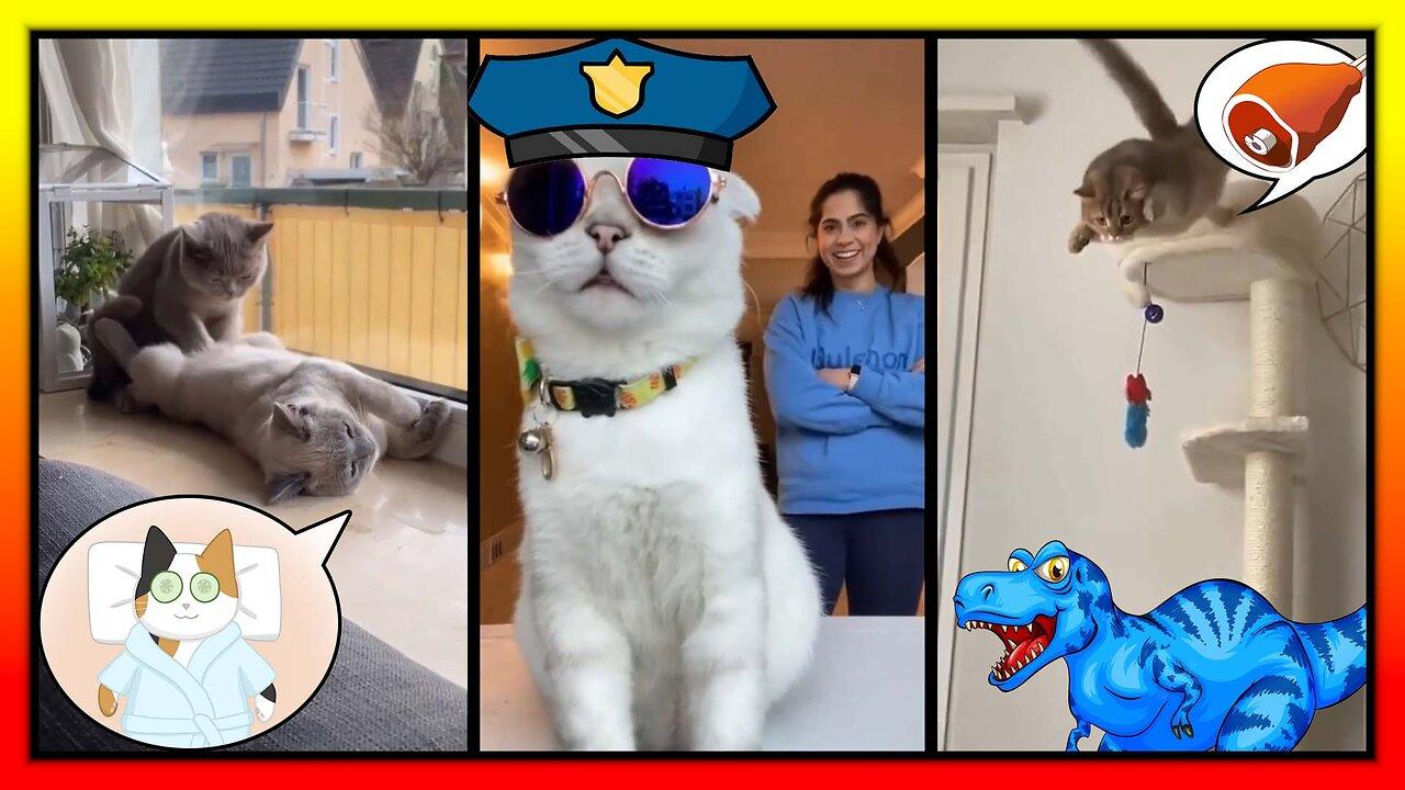 #28-best cute funny cat compilation video-best funny animal video #petpool