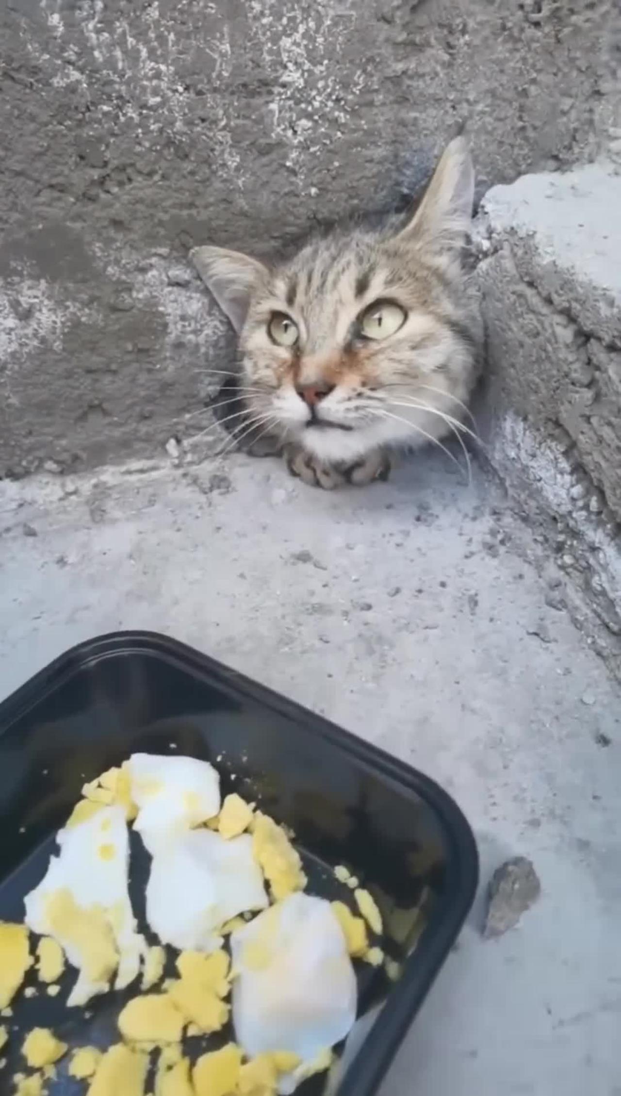 The Poor Cat is Sealed in Cement